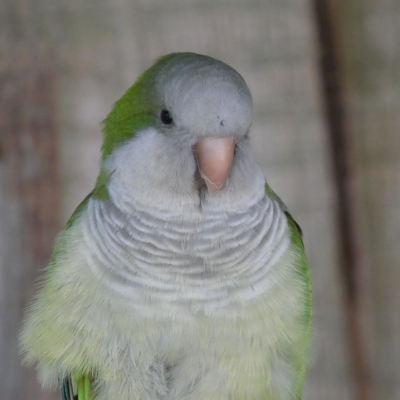 Monk parakeet (quaker parrot) - De Zonnegloed - Animal park - Animal refuge centre 